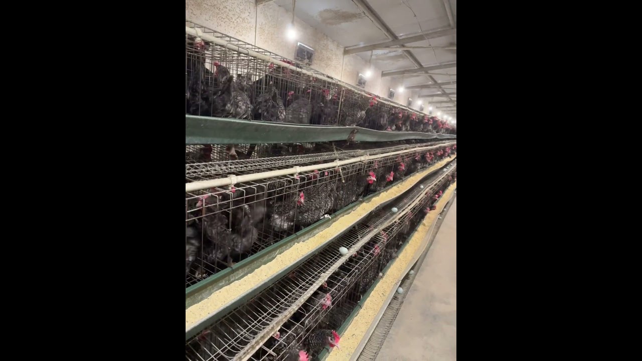 Layer chicken breeding project | Fully automated layer chicken farm  