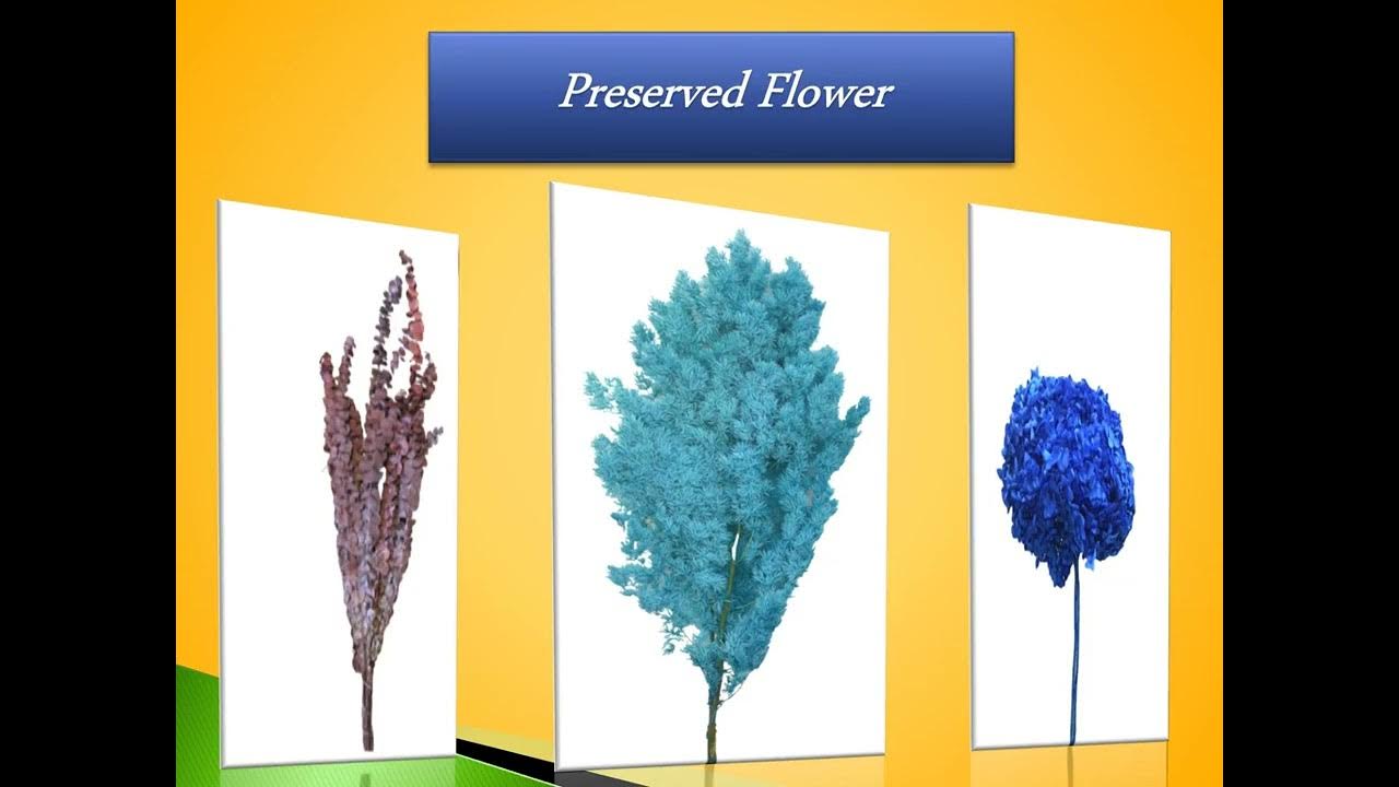 Bulk Dried Flowers Wholesale Prices for Your Businesses YouTube