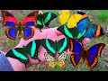 Butterfly and Moth Compilation & Relaxing music (Pretty Butterflies)