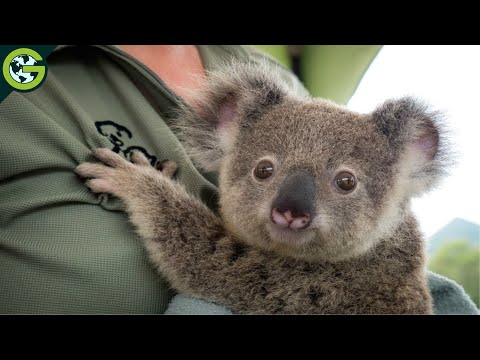 Video: ¿Los koalas atacan a los humanos?