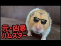 【元・凶暴】サングラスの似合う無敵ハムスター！人間をビビらせる「襲来」タイムFormer wild hamster? Now an invincible friendly hero!