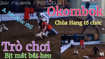 Bịt mắt bắt heo bắt vịt cực kì sôi động | xem không ngưng cười không xem là phí. #HSDT