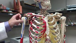 Famous Pectoralis Major Muscle - Origin, Insertion, & Action Profile