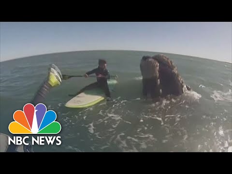 Watch: Whales Swim Alongside Paddleboarders In Argentina.