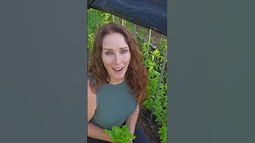 STOP Wasting Fresh Basil! The Simple Trick to Keep it Fresh for Months