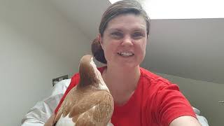 Pigeons as Pets Beginners Guide Episode #1  Do Pigeons Make Good Pets and Are They Right for You?