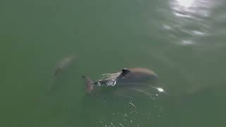 Flight with Dolphins