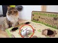 猫、モグラになる。