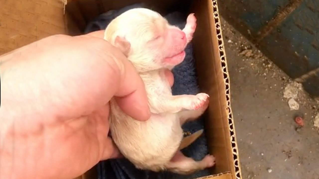 Abandoned in a landfill, the few-day-old puppy cried loudly trying to find a way out of the box