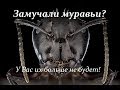 Муравьи? У вас их больше не будет! Как избавится от муравьёв?