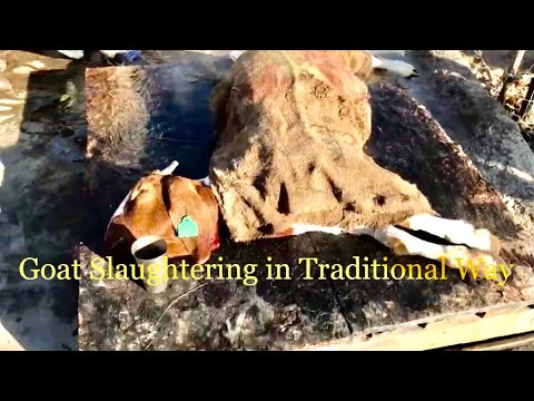 Goat Slaughter in traditional way || USA FARM