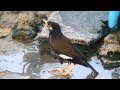 Обыкновенная майна или саранчовый скворец. Common myna