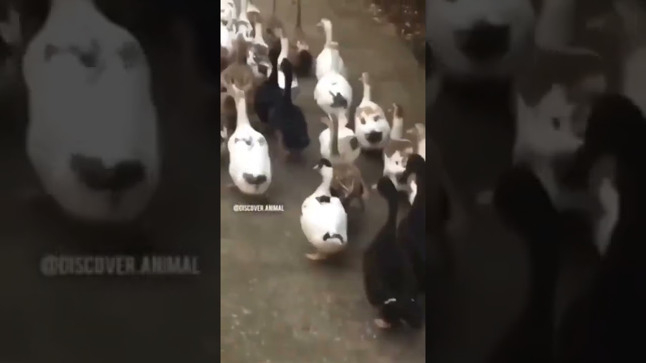 duck funny video😂🤣🦆 