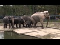 Baby elephant Lily meets her dad