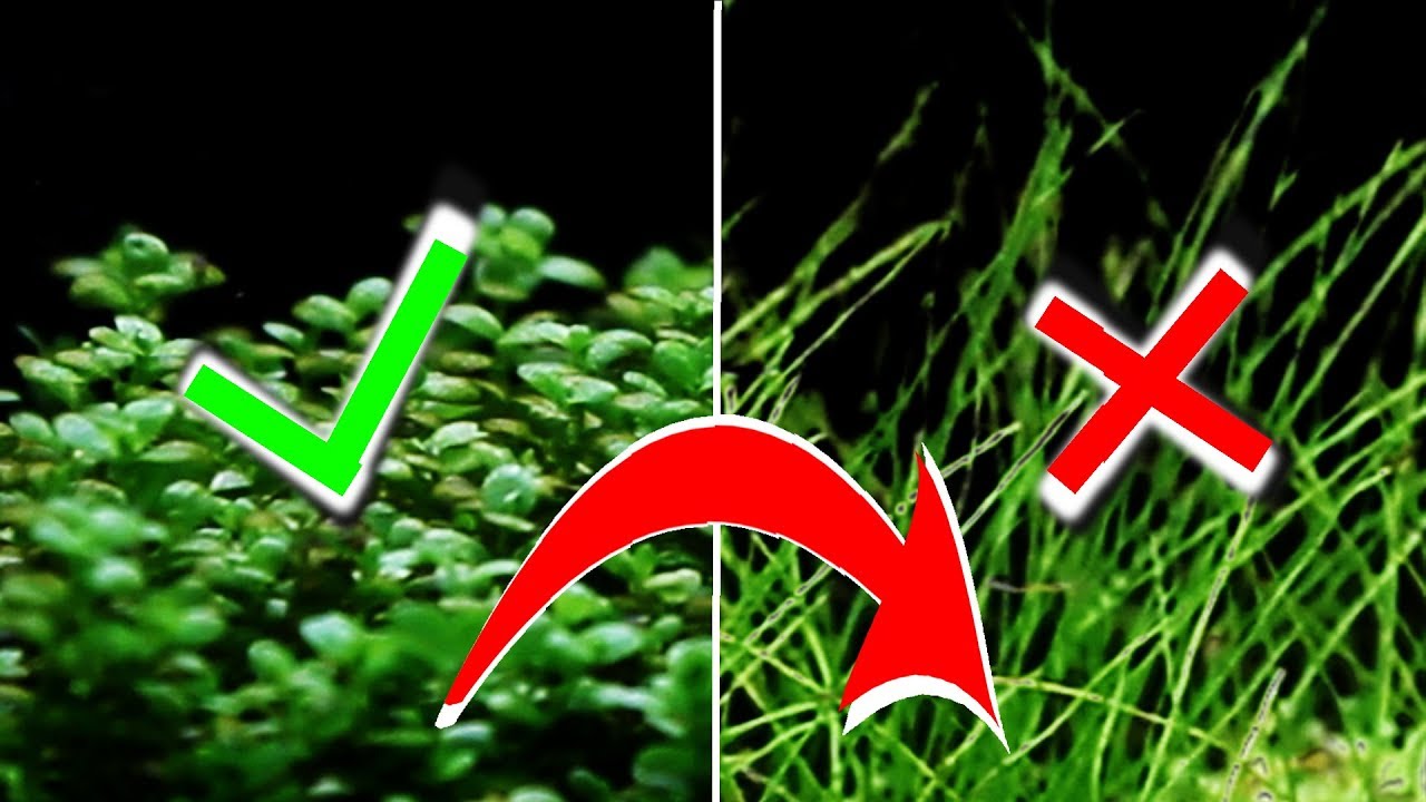 MAI Inserire DUE Differenti piante da PRATINO in ACQUARIO