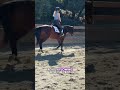 Teaching my western horse to jump part 7 #equestrian #horseriding #hunterhorse #hunterjumper