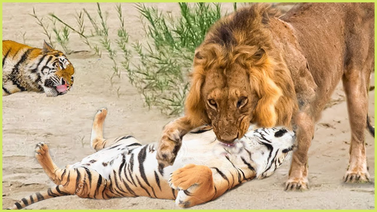 tiger attack african lion safari