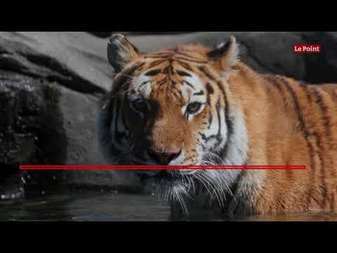 Vidéo: Coronavirus: Le Tigre Du Bronx Est Positif Et Plus Malade