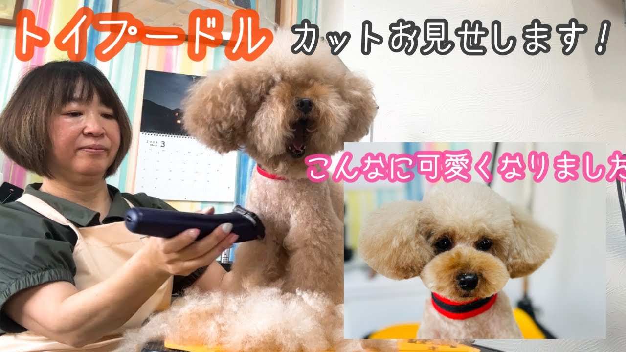 【トイプードル】カットお見せします！シナムーンバリカンでのトリミング動画になります❣️