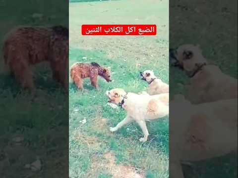 جوع الضبع اكل الكلاب بوحشيه 