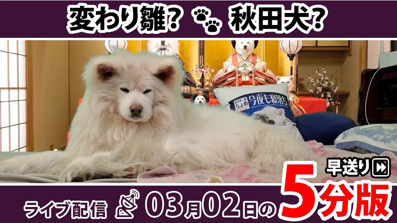 おひなさま！  5分で深堀り＆振り返り！ ちょめの寝落ちライブ 早送り｜わさお一家｜2026/03/02