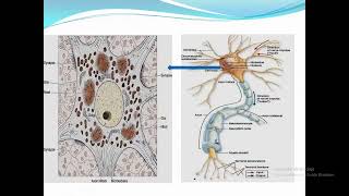 Nervous tissue محاضرة انسجة العصبية