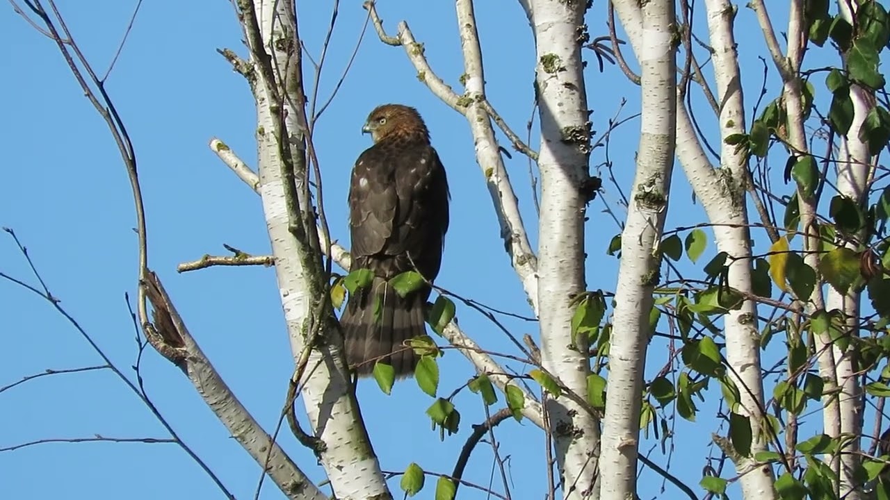 09/30/25 O+ Sharp-Shinned Hawk (Preen) Kent Ea 5907-167