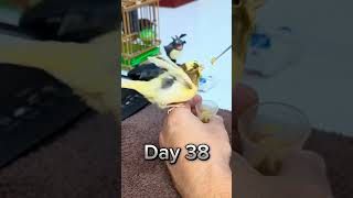 filhote de Canários belga Papinha 🐣🐥