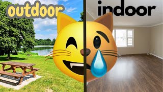 Indoor vs Outdoor: Which Lifestyle is Better for Your Cat? by Purring Loaf 114 views 1 year ago 7 minutes, 32 seconds