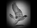 شليه جديده من كلمات وأداء سليمان سالم العازمى المصري