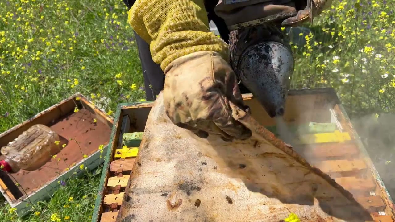 Προετοιμασία για βασιλοτροφια 29 Μαρτίου 2024