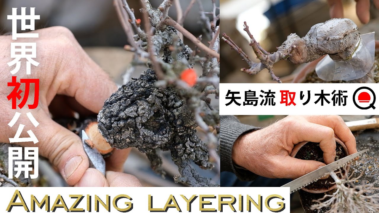 取り木は3月⁉矢島流取り木術！～モミジ、欅、長寿梅～【盆栽Q】