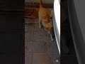 اچھا اس بلی نے سلام کیا Funny Cat 