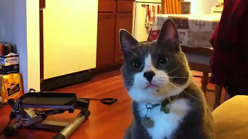 Cat acts like a dog
