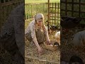 Simple Village Life: Collecting and Washing Fresh Duck Eggs