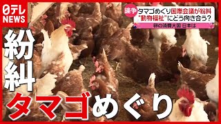 養鶏場が変わる？ 国際会議が紛糾…“タマゴ消費大国” 日本の立場は（2021年5月26日放送「news every.」より）