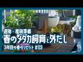 【メダカのビオトープ/03】春のメダカ飼育と外だし｜選別・産卵準備・緑の絨毯づくりまで