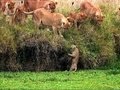 Curious Cub Falls in the Water | Little Big Cat | BBC Earth