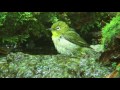 メジロ（3）メジロ（さえずり） - Japanese White-eye - Wild Bird - 野鳥 動画図鑑