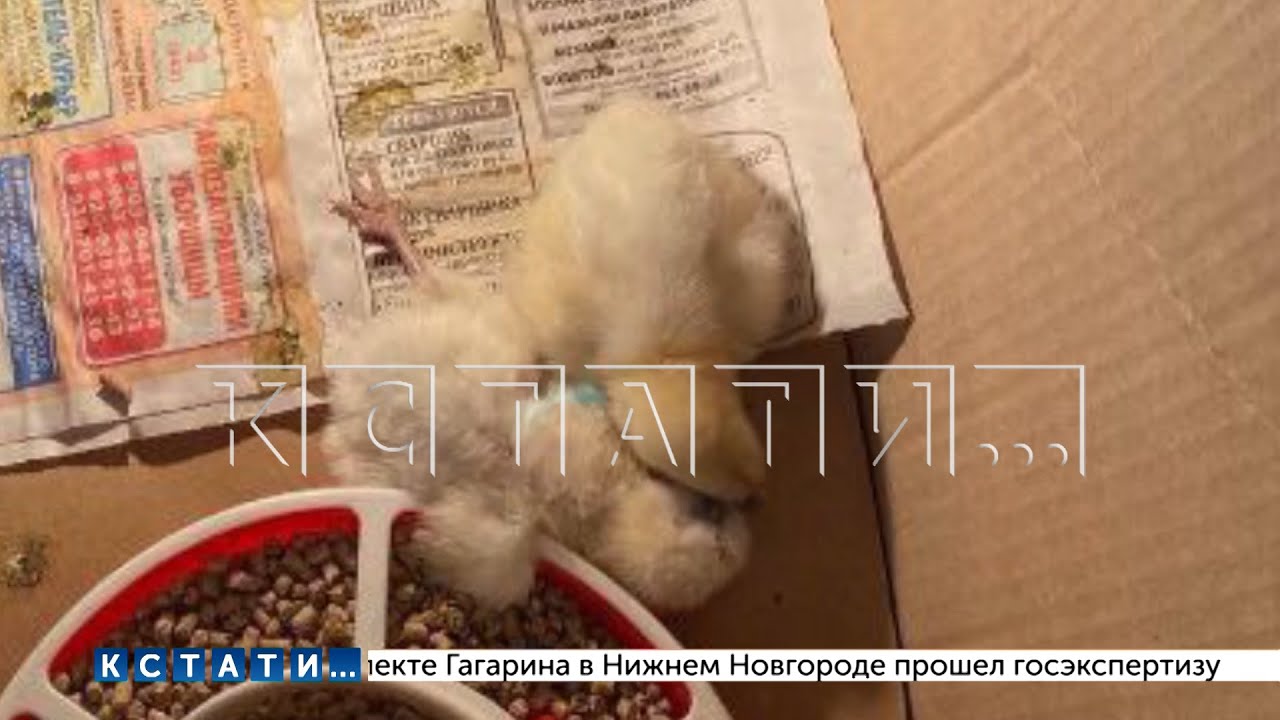 Милота под софитами и жестокость за кадром обратная сторона фото сессий ...