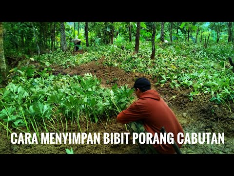 Video: Panduan Menuai Safflower – Ketahui Cara Dan Bila Untuk Memetik Safflower