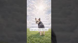 A Final Goodbye to My Best Buddy | Emotional Tribute