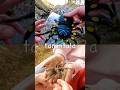 Bug Insect Names for Kids to Learn at the Rock Pool: Woodlouse Spider Ant Tarantula Scorpion