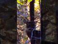 Ridge Runner #deerhunting #hunting #hunt #deer #outdoors #bowhunting #mountains #archery #whitetail