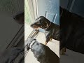 waiting for dad to come inside