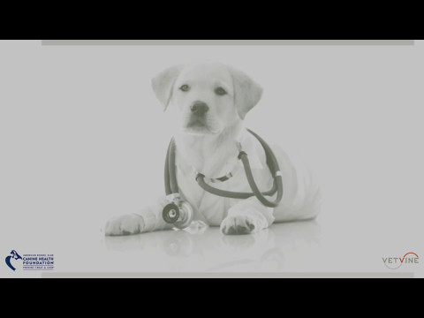 Video: Lever- Og Miltkræft (hemangiosarcoma) Hos Hunde