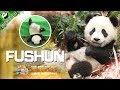 【Panda Scanning】Ep8 Do You Know How To Identify Fushun? | iPanda