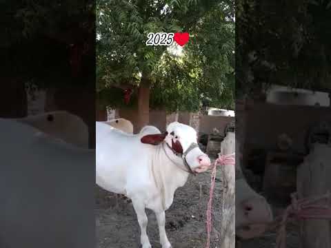 WHITE ABLAK BEAUTY