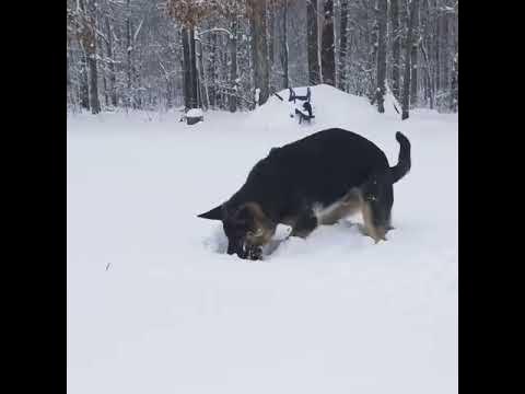 Dog Searches for Snowball - YouTube