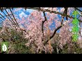 【京都】平安神宮の桜〜池泉回遊式庭園 京都の桜名所 リラクゼーション癒しの自然風景｜4K Kyoto Cherry blossoms &quot;Heian Shrine&quot;★42